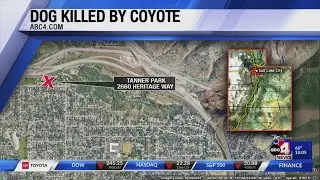Dog killed by Coyote