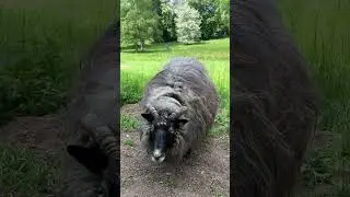 Грей Хайдшнуке