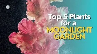 Top 5 Plants for a Moonlight Garden