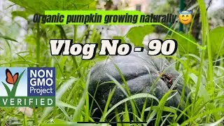 &ldquo;Super food&rdquo; Organic sweet pumpkin growing naturally😇. মিষ্টি কুমড়া প্রাকৃতিকভাবে বর হচ্ছে.