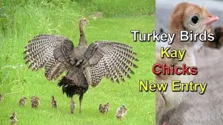 Turkey Bird 🦃 Kay Chicks 🐥🐣 Le Liye 🥰 | aqeelbirdshouse