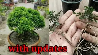 How to grow table kamini from cutting| Mini table kamini propagation from cutting with updates