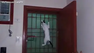 SPIDER CAT | MyRescued CatsPH  | #cutecat #Shorts