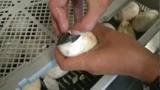 Hatching baby crocodiles from eggs in Darwin, Australia