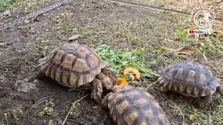 African Spurred Tortoises (Centrochelys Sulcata) #jbszoo #animallover #sulcatatortoise