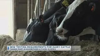 New Testing Requirements for Dairy Cattle