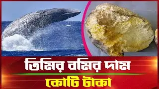 তিমির বমির দাম কোটি টাকা | Sperm Whale Ambergris  | Borenno Bangla