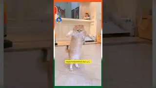 Independence Day Funny Video Independence day&nbsp;whatsapp&nbsp;status video&nbsp;download 2024 hindi