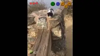 zelda cat