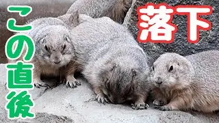 押すなよぉ～！ダチョウ俱楽部みたいなオグロプレーリードッグ ※効果音は演出です #神戸どうぶつ王国 #KobeAnimalKingdom #meoTube_Travel