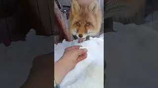 3315. Дикая лиса Маркиза и утренний завтрак. #wildfox #animals #shorts