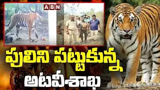 పెద్ద గుమ్మడాపురంలో పులిని పట్టుకున్న అటవీశాఖ || Pedda Puli In Nandyala District || ABN Telugu