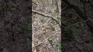 BIG Patch of Yellow MORELS! Iowa Public Hunting April 2024!