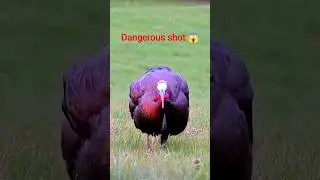 &ldquo;A wild turkey standoff captured on camera the perfect shot.&rdquo;#turkeyhunting #springhunt #gobblerdown