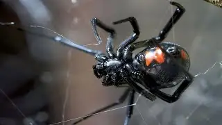 Black Widow - The Cannibalistic Spider / Documentary