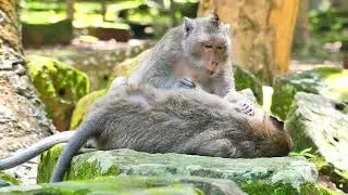 Take time for treatment of healthy of each family monkey.,