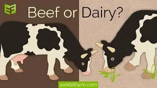 How do I know if a cow is a beef or dairy cow?