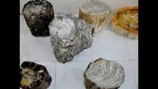 IndoGemstone - Petrified Wood Table