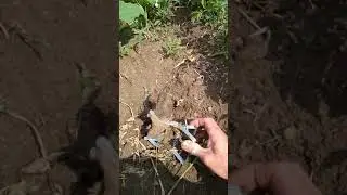 Самая лучшая кротоловка.