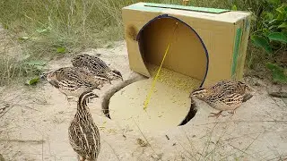 Creative DIY Quick Deep Hole Quail Brid Trap Make From Box & Hole