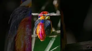 Meet the Most Colorful Bird Ever!