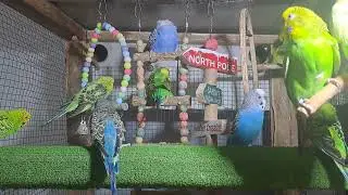 Parrots – Cute and Fun!