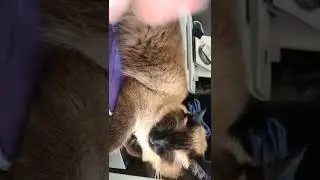 cat napping