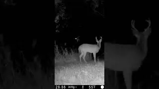 99 nights in the forest&hellip;Owl scares Deer!
