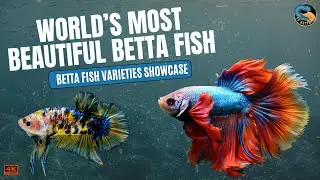 World&rsquo;s Most Beautiful Betta Fish | Betta Fish Varieties Showcase | FS Betta Official