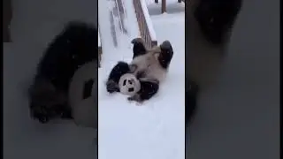 귀엽다 ㅎ #팬더 #판다 #동물 #중국 #panda #china #cute #youtube #youtubeshorts #shorts
