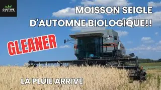 Moisson seigle d'automne biologique : la pluie arrive!! #agriculture #gleaner 
