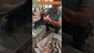 🐦 Incredible Bond! Chinese Man Fishing with a Pangkurī Bird & Feeding It Fresh Fish 🐟✨