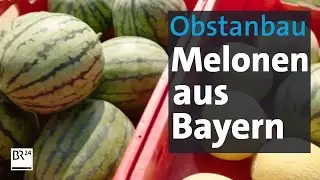 Melonenanbau in Bayern | Abendschau | BR24