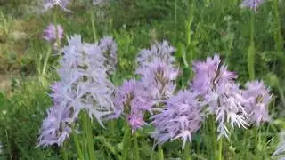 Naked man orchid  - Orchis italica Poir. - Cyprus