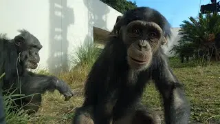 ジャンベの分まで走れライチ！（Run, Lychee!）　平川動物公園　チンパンジー　202312