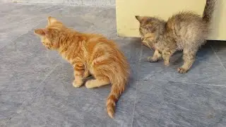 Cat Silky Meeting With Rescue Kittens