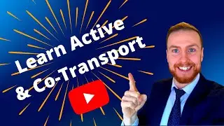 ACTIVE TRANSPORT AND CO-TRANSPORT AQA A-Level Biology