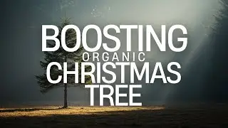 Fertilizing Christmas Tree In Rough Conditions - Drill Feeding Method - Organic Evergreen Fertilizer