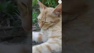 This kitten cute kitten boring activities but it's verycurious. #cat #dog # #nature #fish #seafood