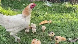 Mother Chicken is raising  chicks. #birds #farmlife #nature #chickens #mother #duck 