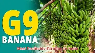 G9 Banana Plants at affordable price || wholesale Nursery of Assam || ORDER NOW || #agriculture 