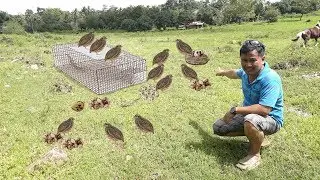Quail (Pugo)  -Modern breeding  methods and breeding tips