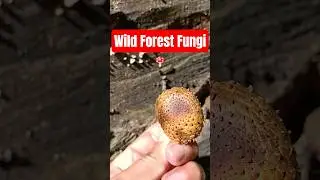 Wild Forest Fungi 🍄 #shorts