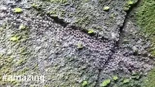 amazing of Termite, order Isoptera