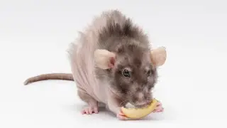Update on My Rat Donut's Pituitary Tumor - 3.5 Months into Treatment!