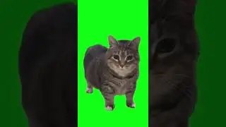 OIA CAT says hello! #oiaa #aicat #catmemes #catvideo
