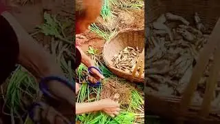 cool technique of farmers cutting lotus root harvest