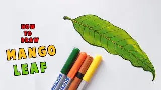 How TO Draw Mango Leaf Step By Step color drawing
