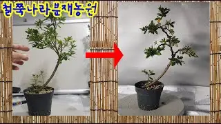 장축으로 분재만들기 5년생이상 철쭉소재로 작품실력 업하기 좋습니다.