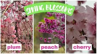 What's the Difference Between Plum, Peach, and Cherry Blossoms| Spring Flowers in Japan